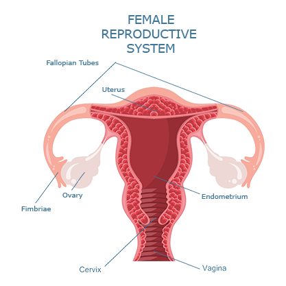 female-reproductive