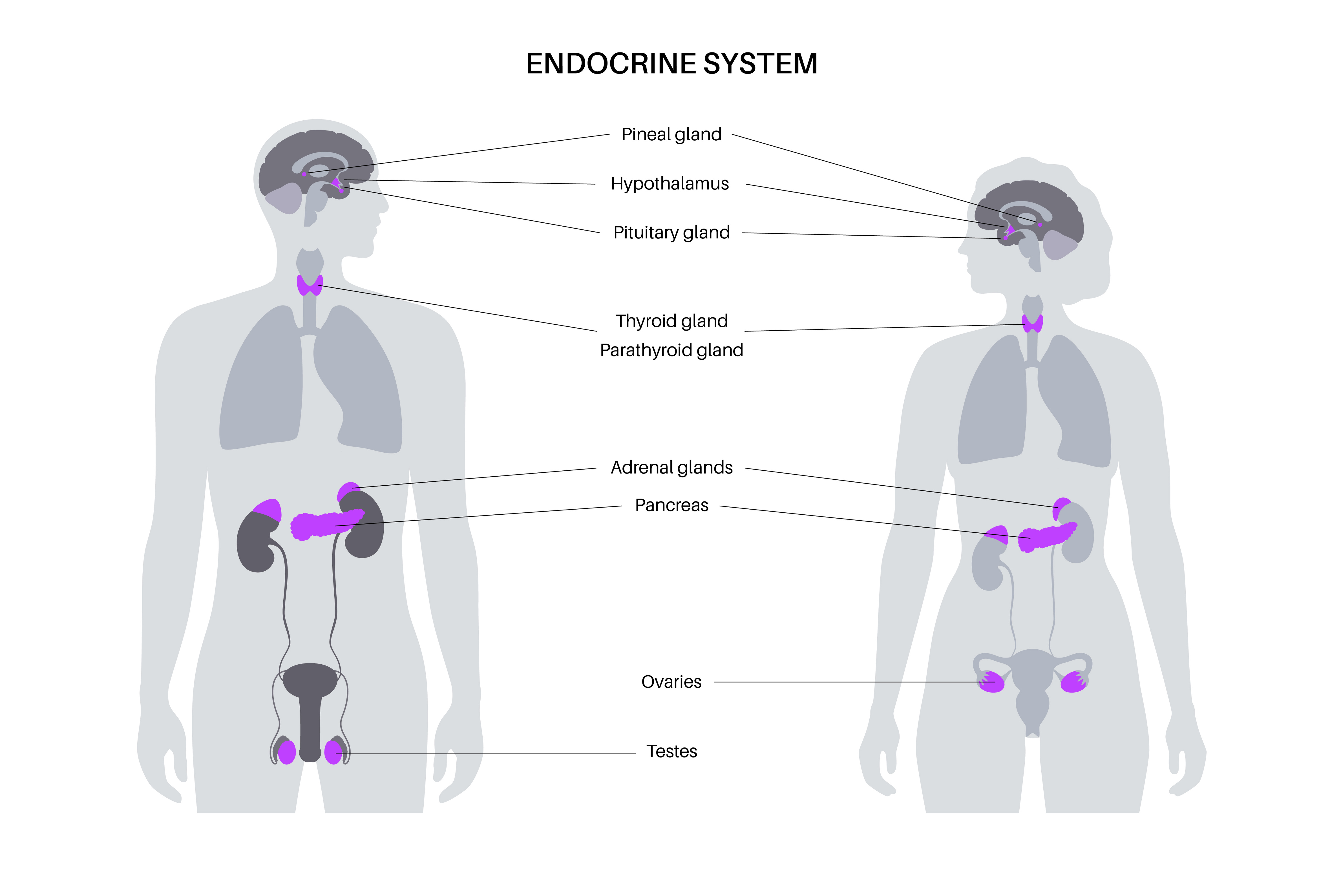 female-reproductive